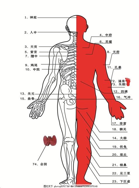 人中部 部位|人体の区分と方向 